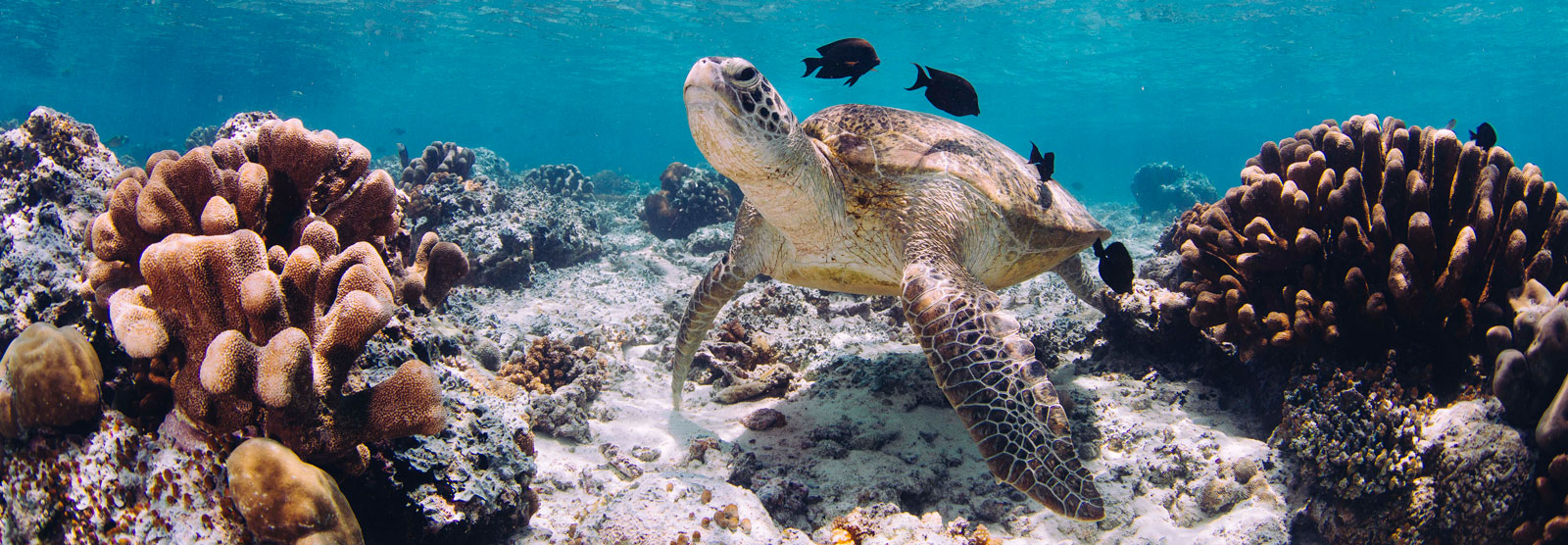 close-up-turtle-swimming-sea